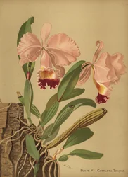 Flor de Mayo oder Weihnachtsorchidee, Cattleya trianae